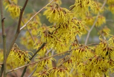 Hamamelis, toverhazelaar in Herwijnen