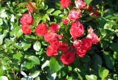 Rosa-rood, fleur in de tuin in Spijk