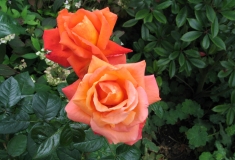 Rosa-zalm, zachte sfeer