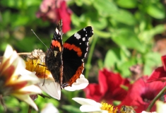 vlinderplanten drachtplanten jaarrond levende tuin