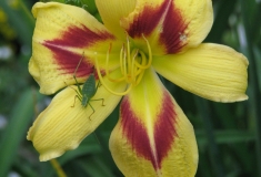 Hemerocallis met sprinkhaan