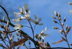 Amelanchier /krentenboom - close up