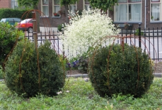 Buxusvorm en Crambe, Schoonrewoerd