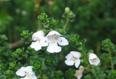 Prostanthera cuneata