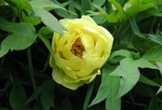 Paeonia suffruticosa - boompioen