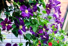 Clematis 