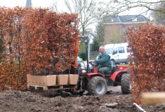 Plaatsen van volgroeide haag, elke gewenste hoogte, wintergroen of bladverliezend, Ilex, Fagus, Hedera, Trachelospermum, Coniferen, Beuken, Liguster, Taxus, Photinia, Bamboe,Prunus, Carpinus,Pyracantha 