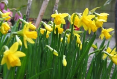 Narcis echt een voorjaarsbloem