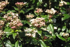 Viburnum tinus met open bloemen